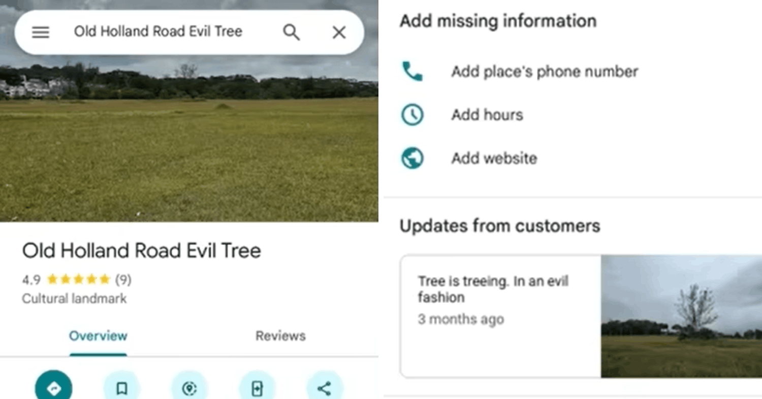 Old Holland Road Evil Tree