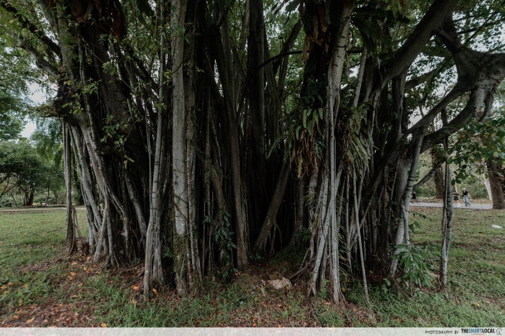 Sembawang Park tree