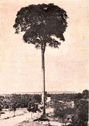 Changi Tree