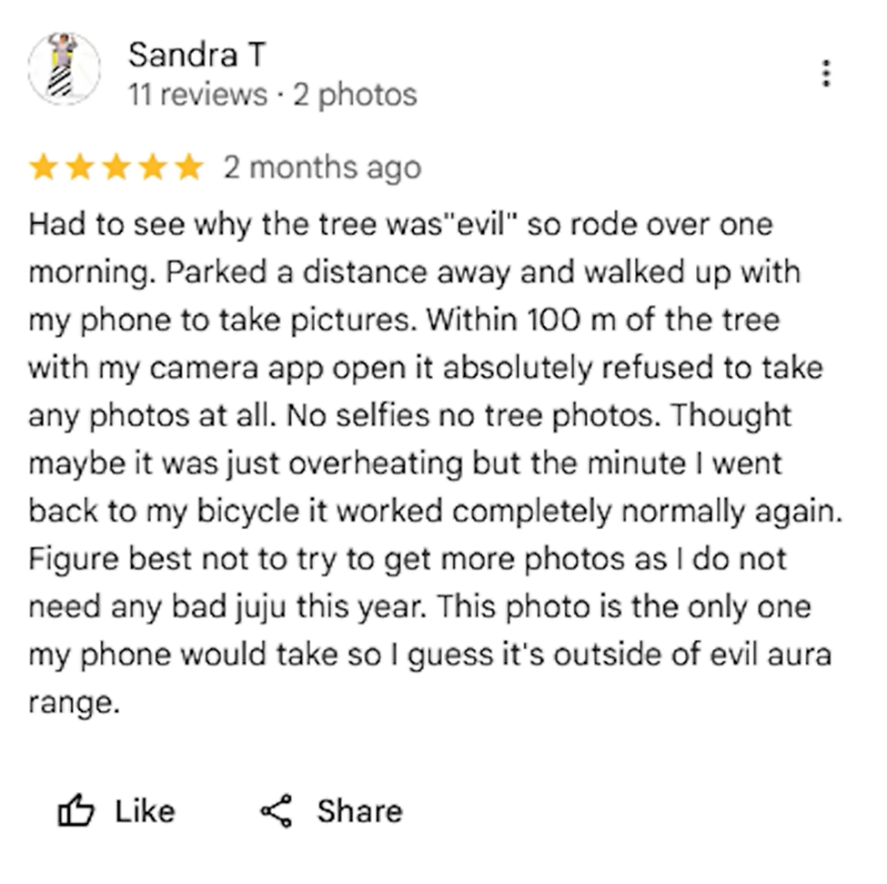 Old Holland Road Evil Tree Google Maps Review