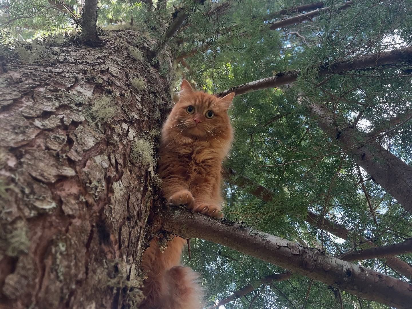 spider-man powers in singapore - rescue cat