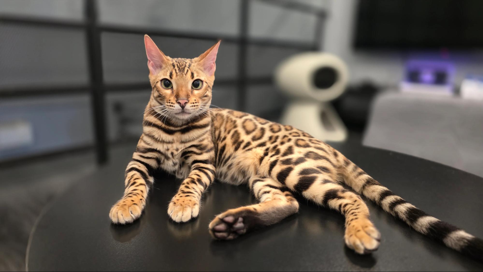 cat cafes in singapore