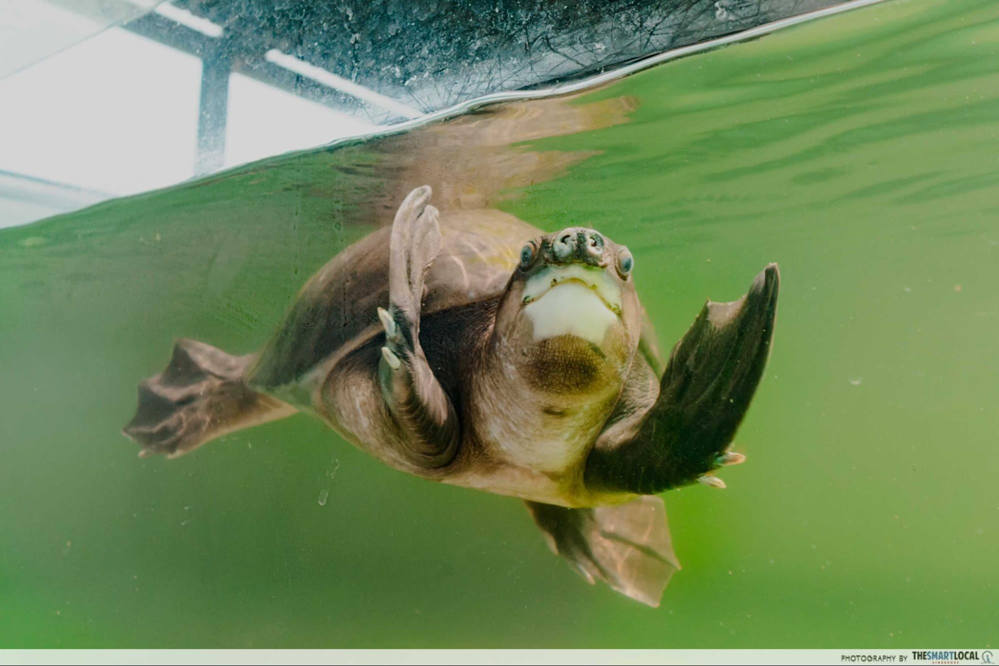live turtle and tortoise museum pig nose turtle