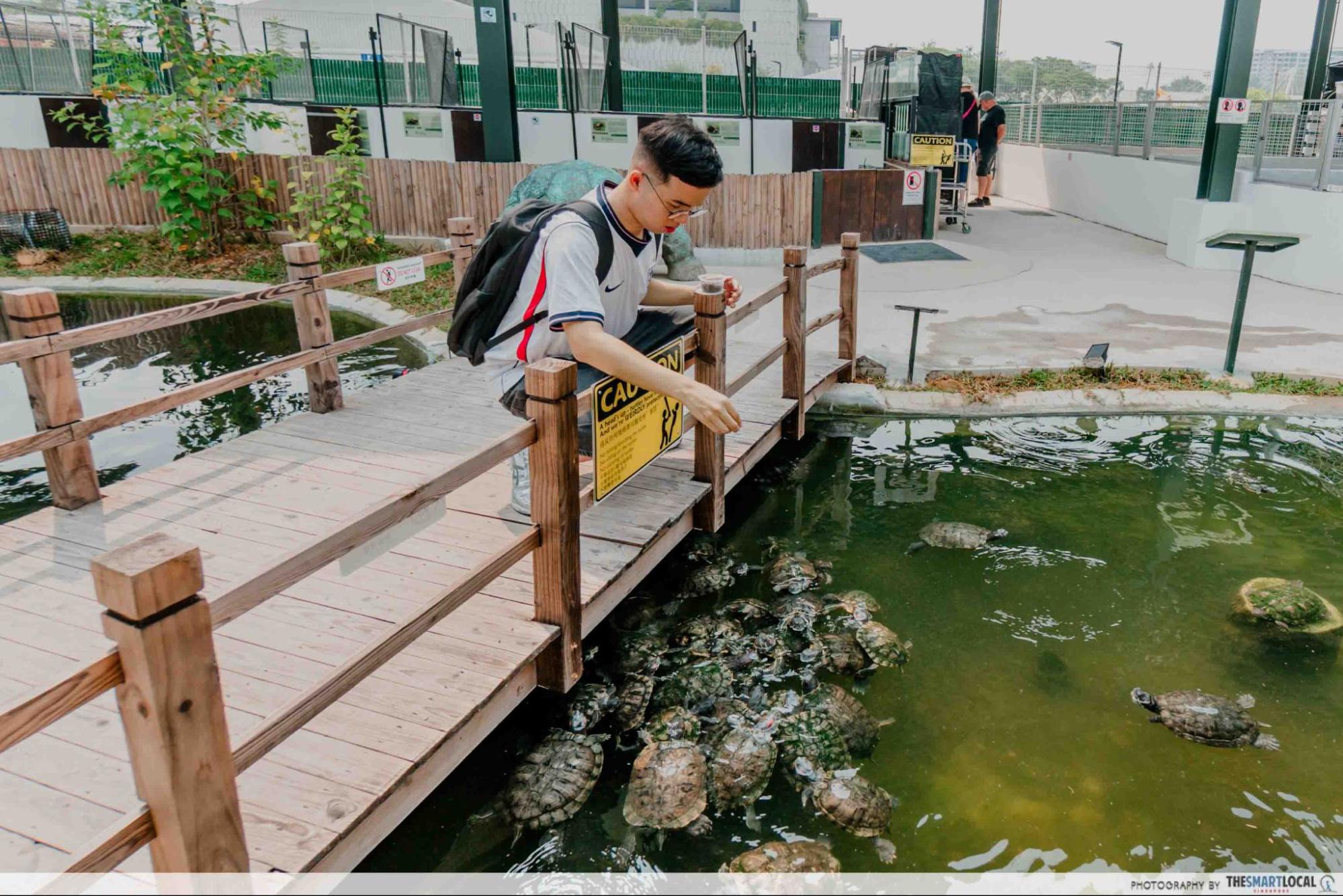 live turtle and tortoise museum feeding turtles
