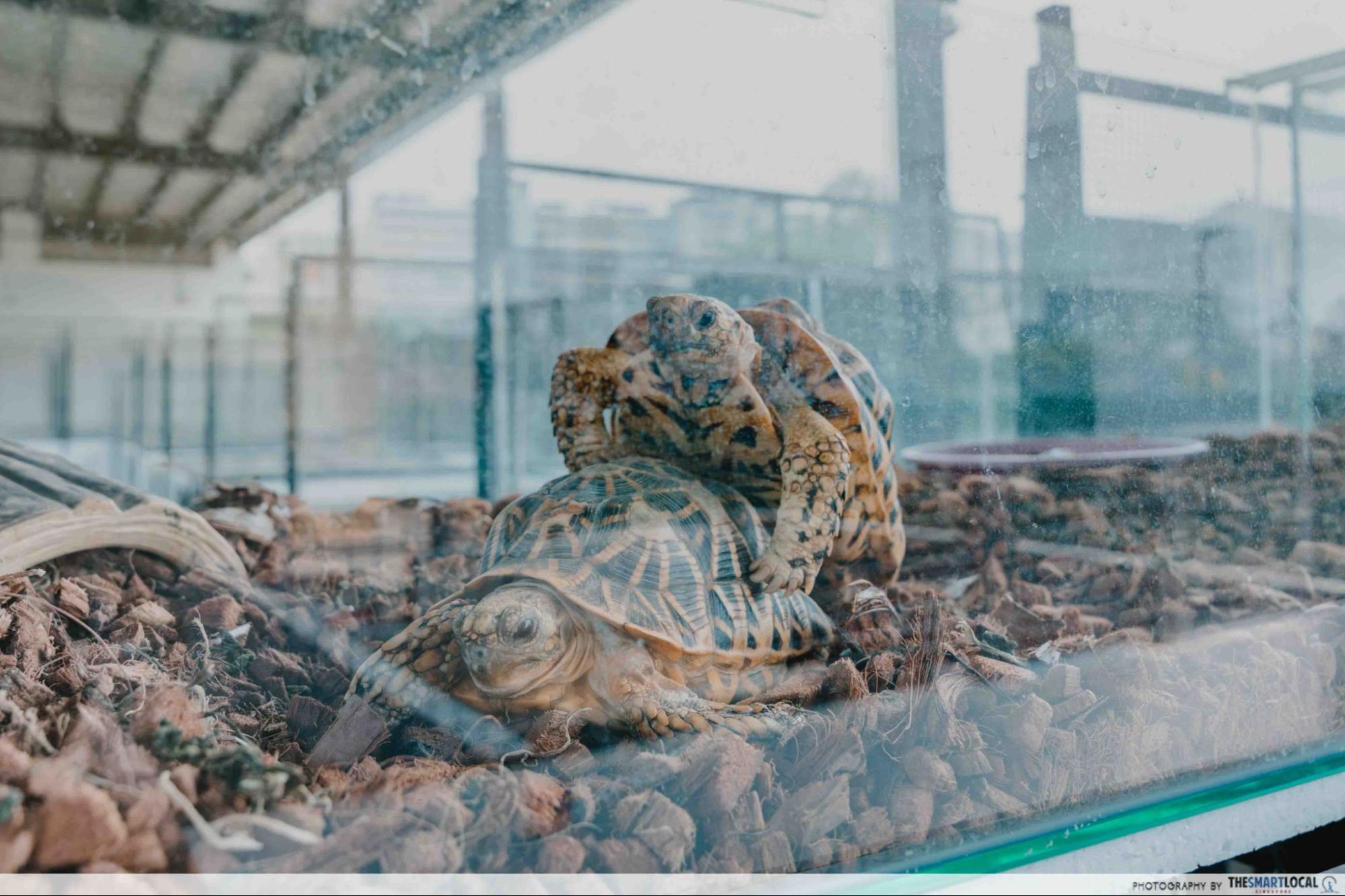 live turtle and tortoise museum indian star tortoise