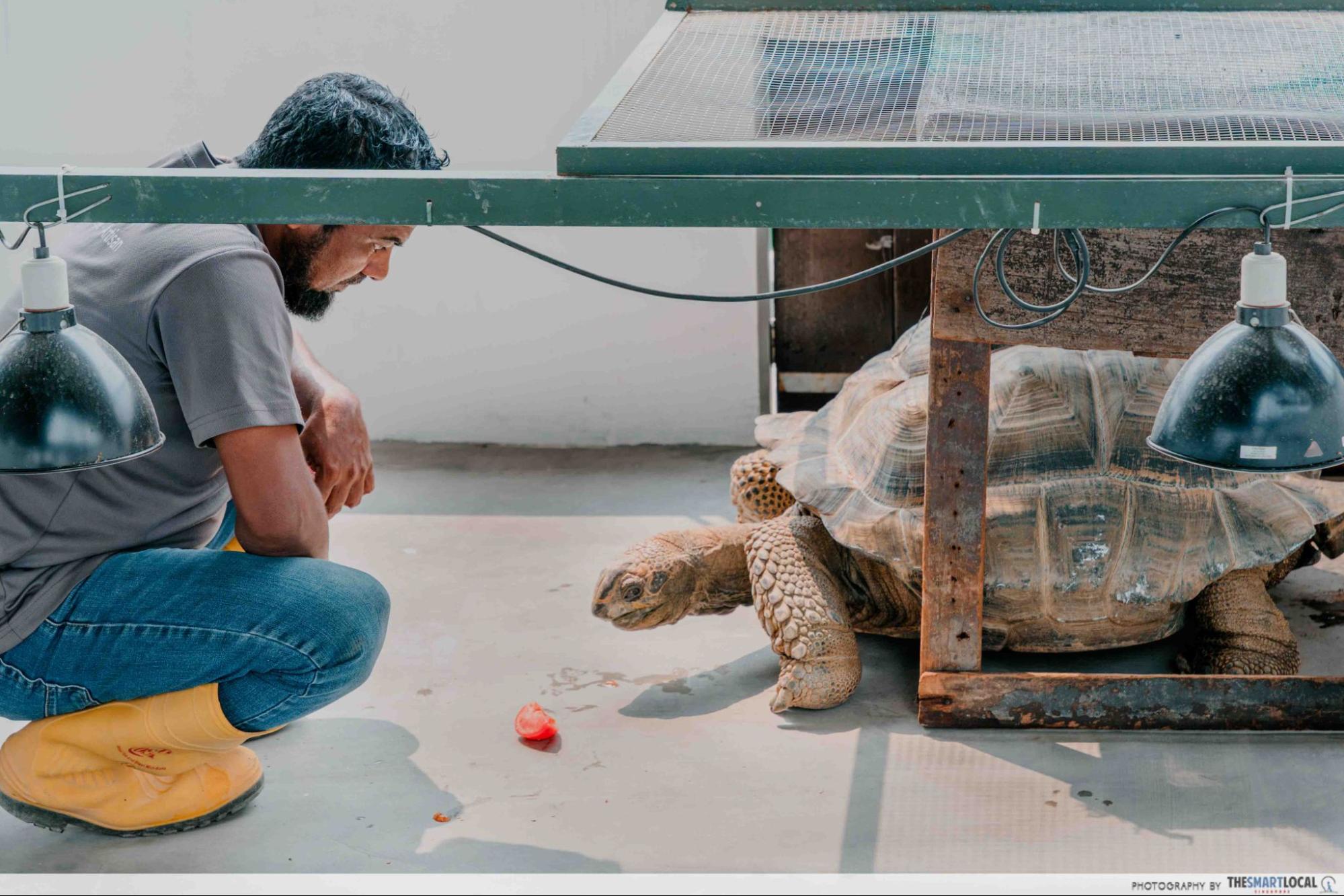 live turtle and tortoise museum xiao hei