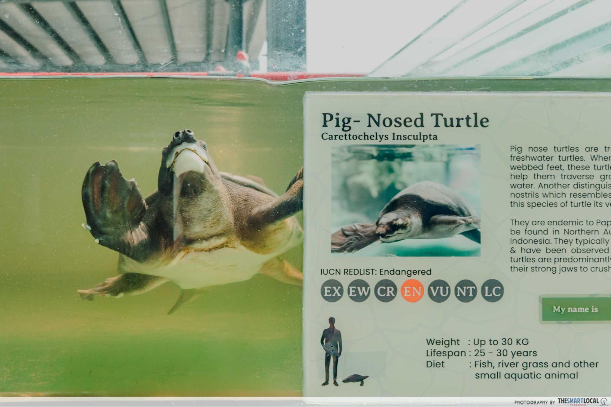 live turtle and tortoise museum pig nosed turtle tank