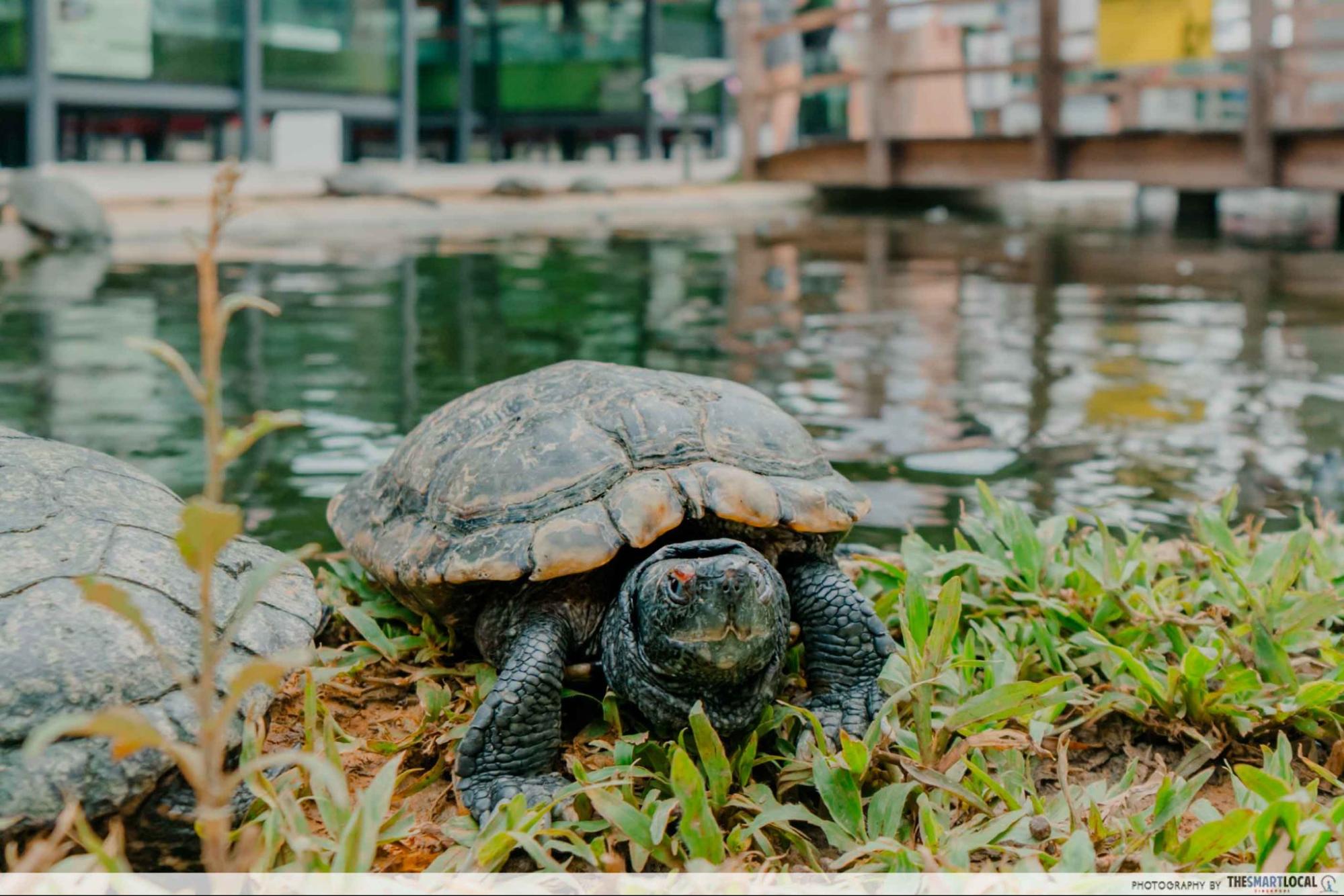live turtle and tortoise museum red-eared slider turtles