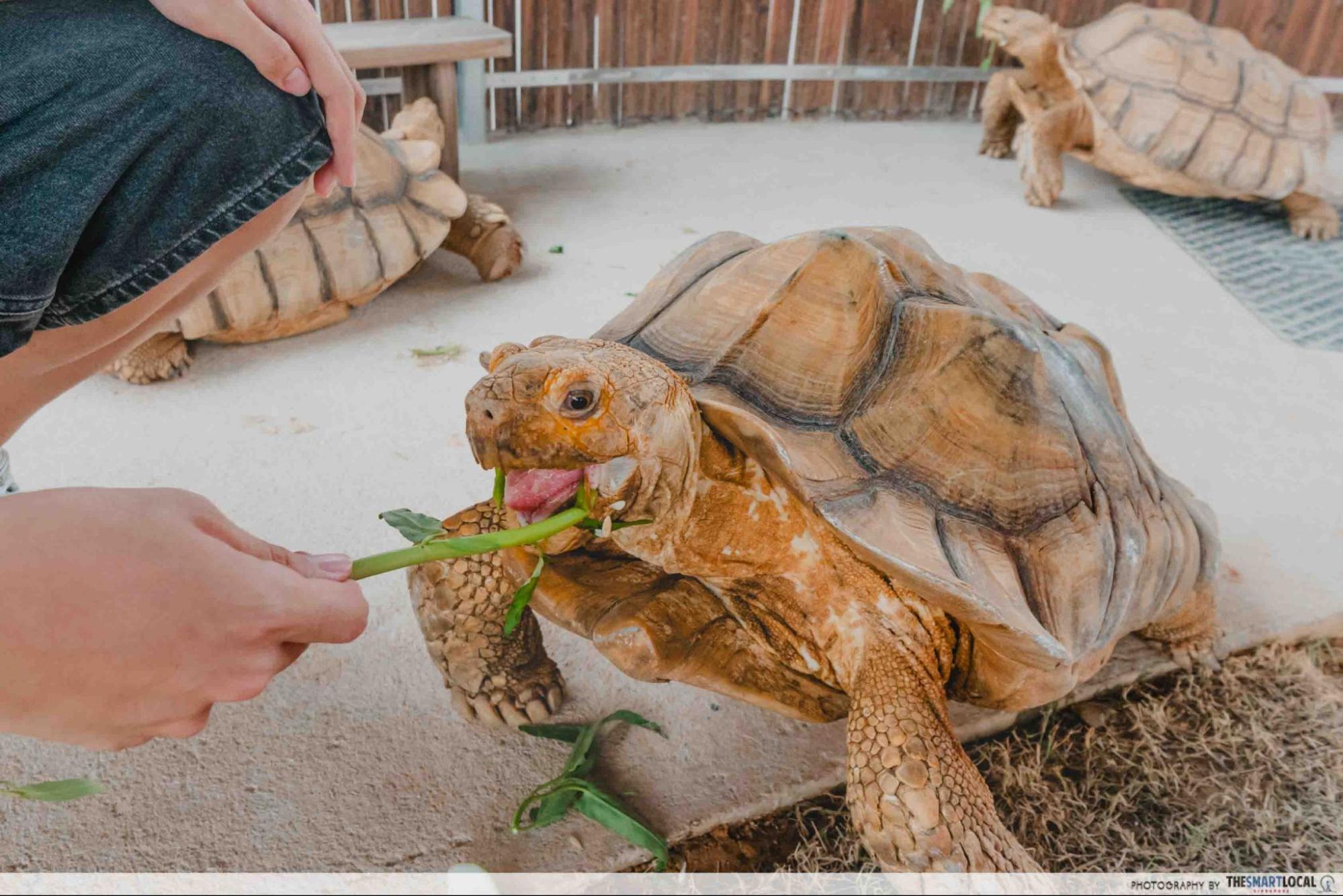 live turtle and tortoise museum african spurred tortoise