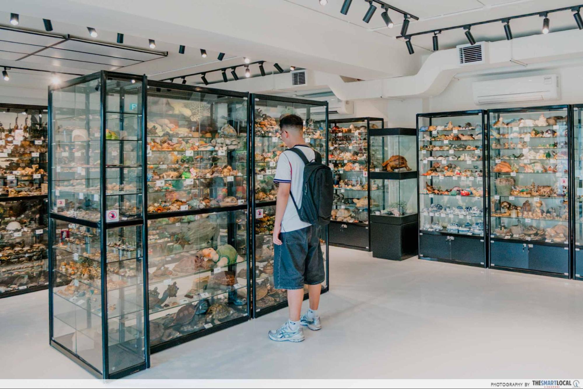 live turtle and tortoise museum artefacts