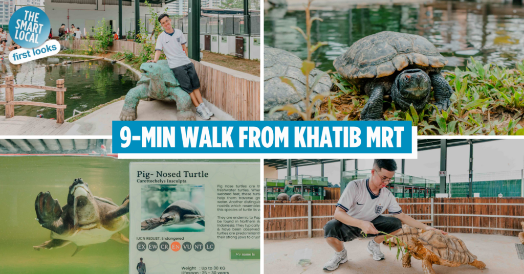 live turtle and tortoise museum cover