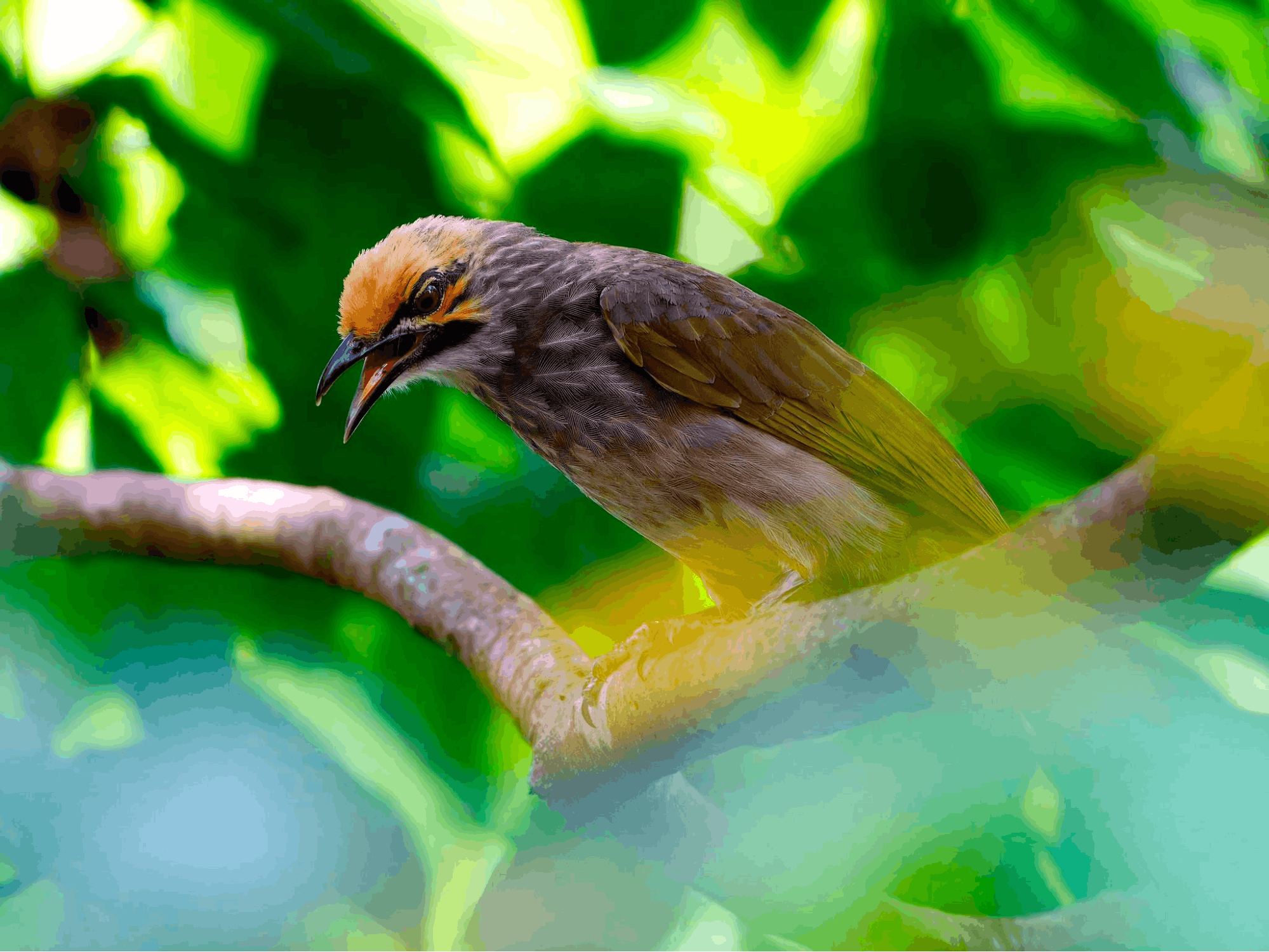 Straw-headed bulbul