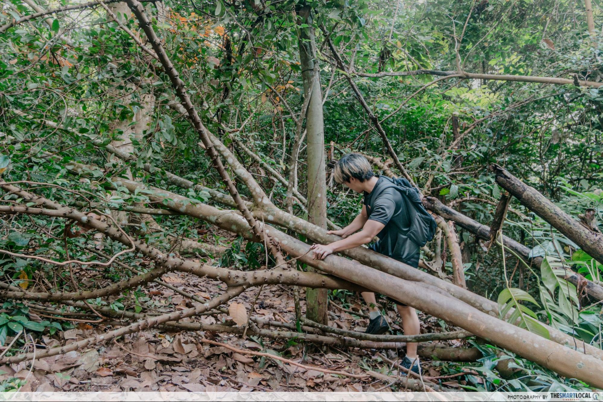 Climbing over trees
