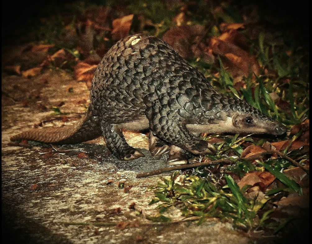 Pangolin
