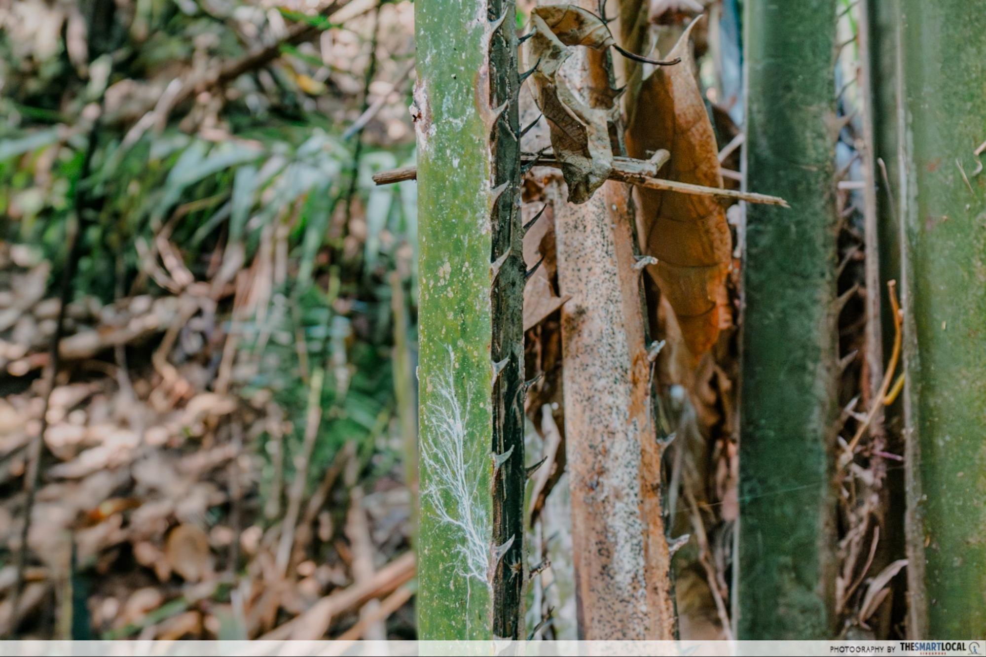 Thorny plants