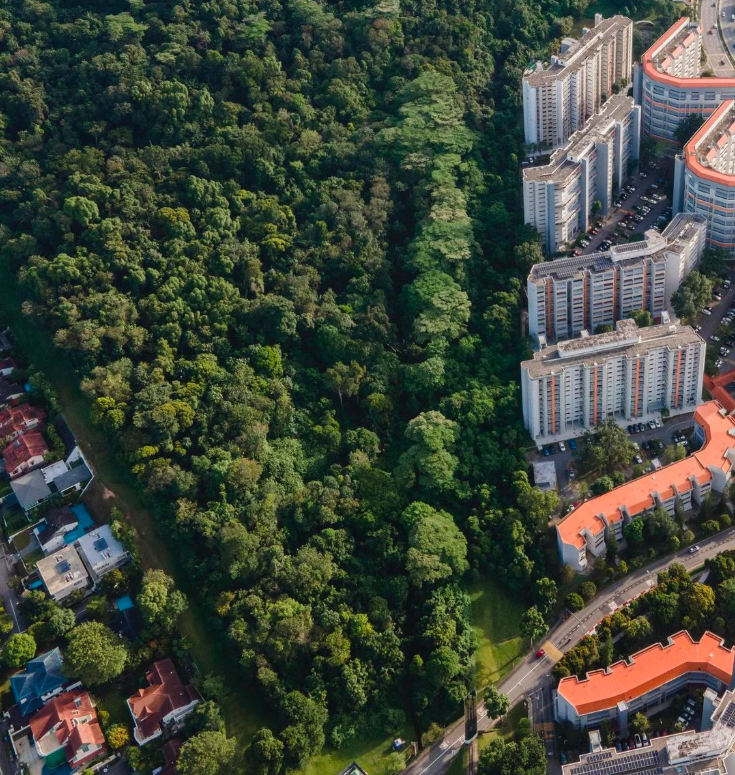 Maju Forest from above