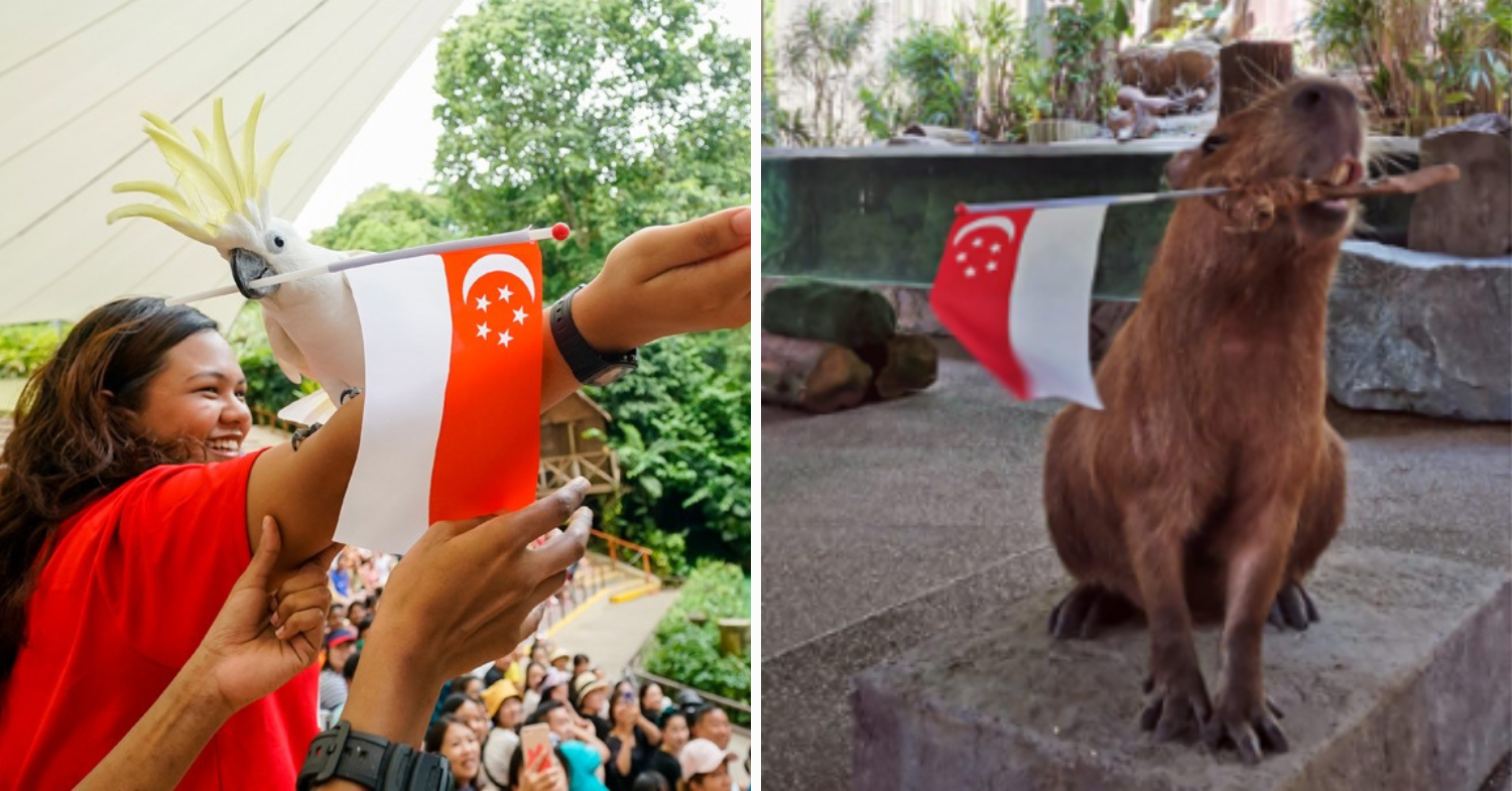 Animal presentations