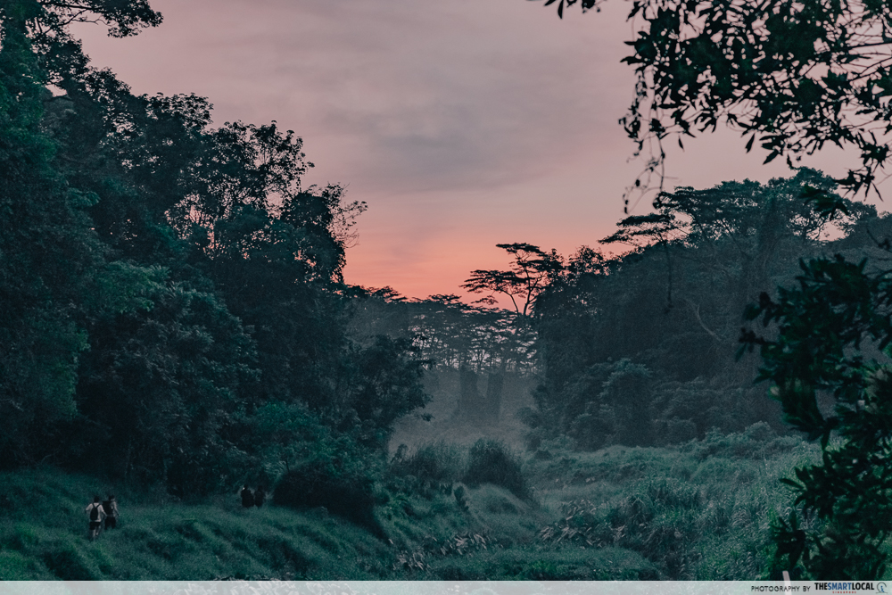Clementi Forest
