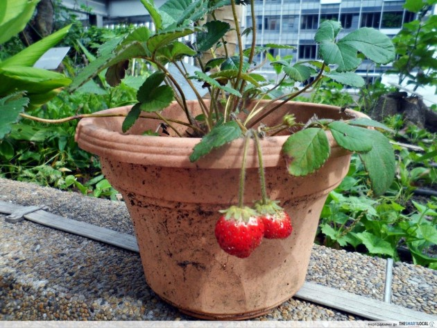 Khoo Teck Puat Hospital garden