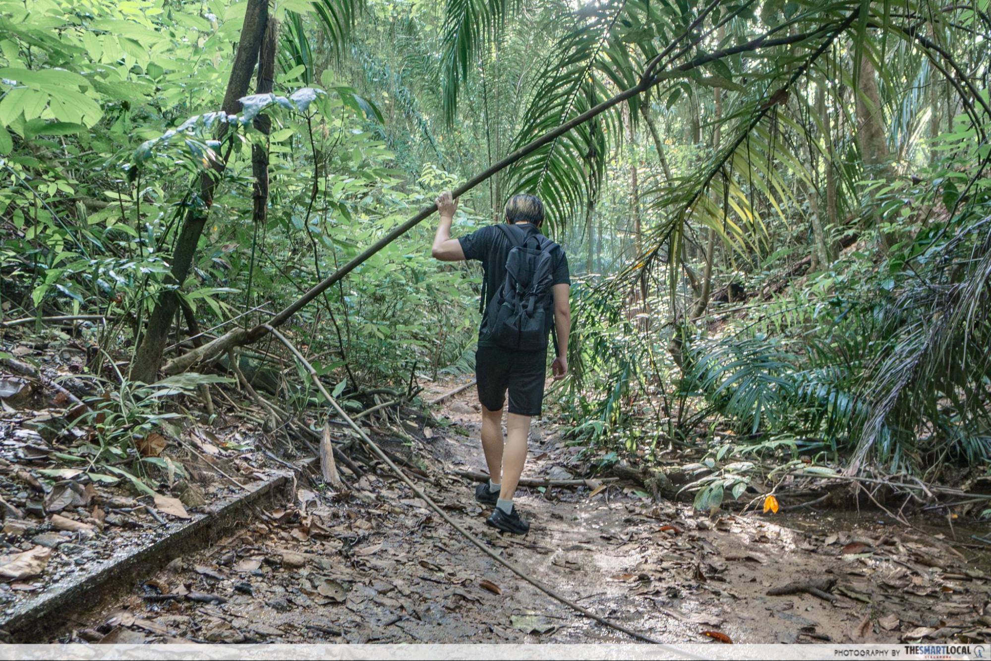 Walking in the forest