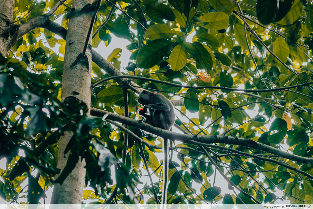 Monkey