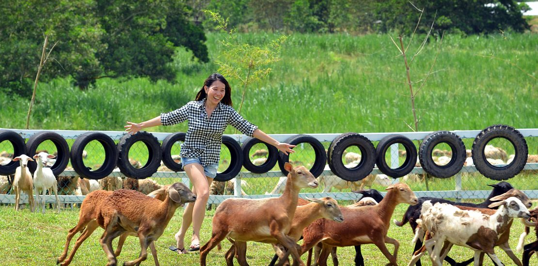 UK Farm Agro Resort