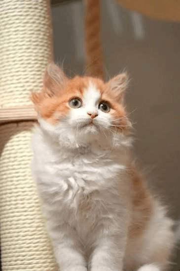 nekotown mandai cat