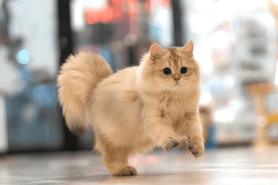 nekotown mandai