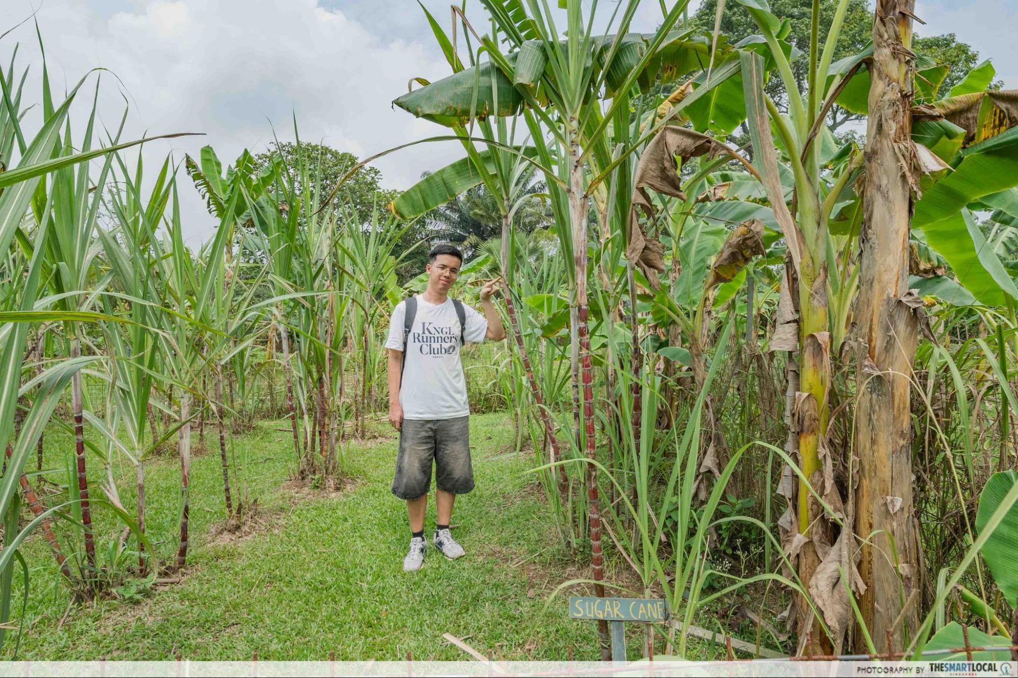 bollywood farms sugar cane 