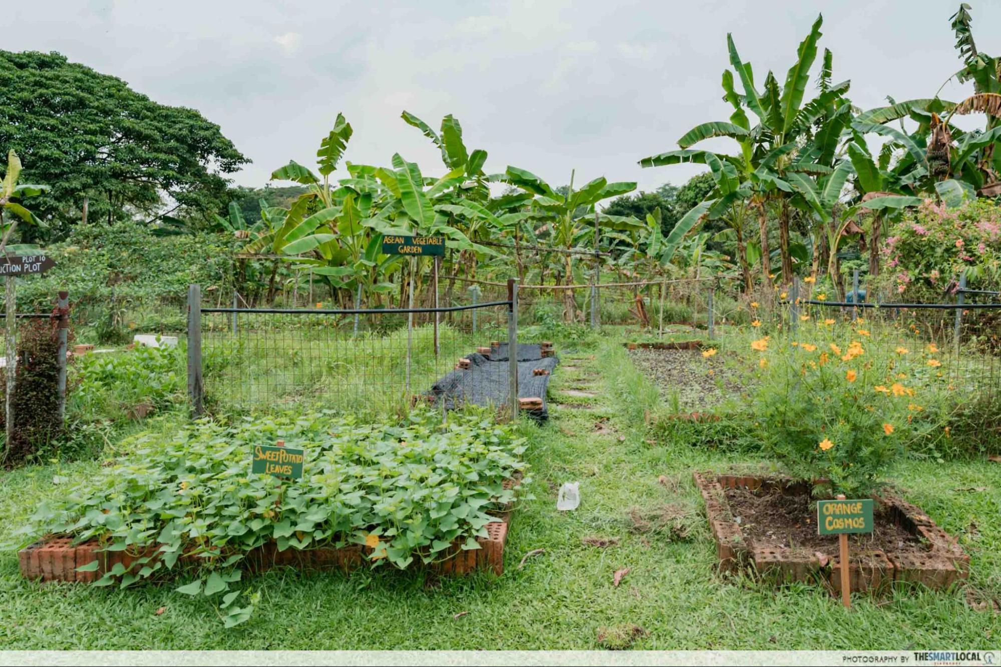 bollywood farms gardens 2