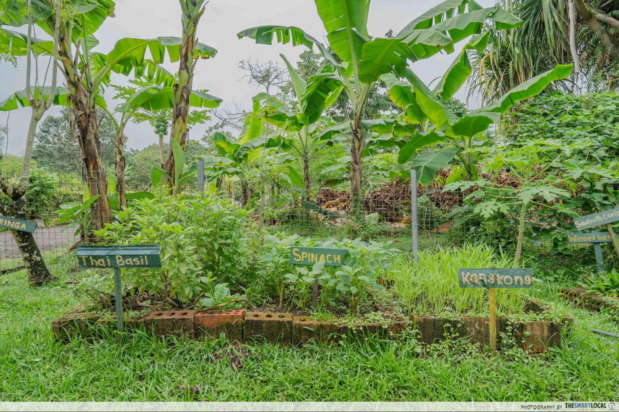 bollywood farms plants