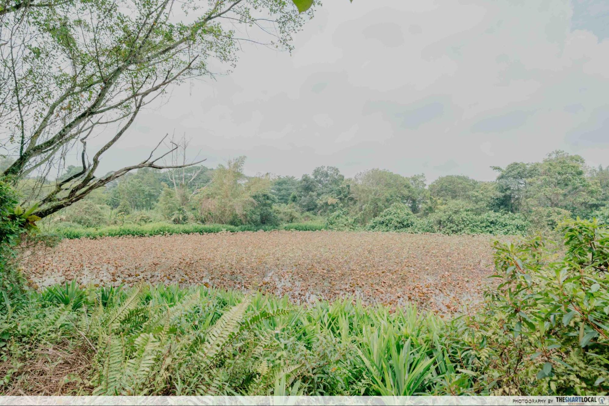 bollywood farms lotus pond 