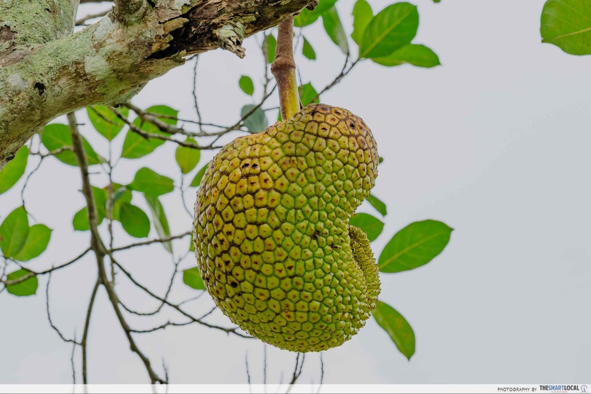 bollywood farms jackfruit