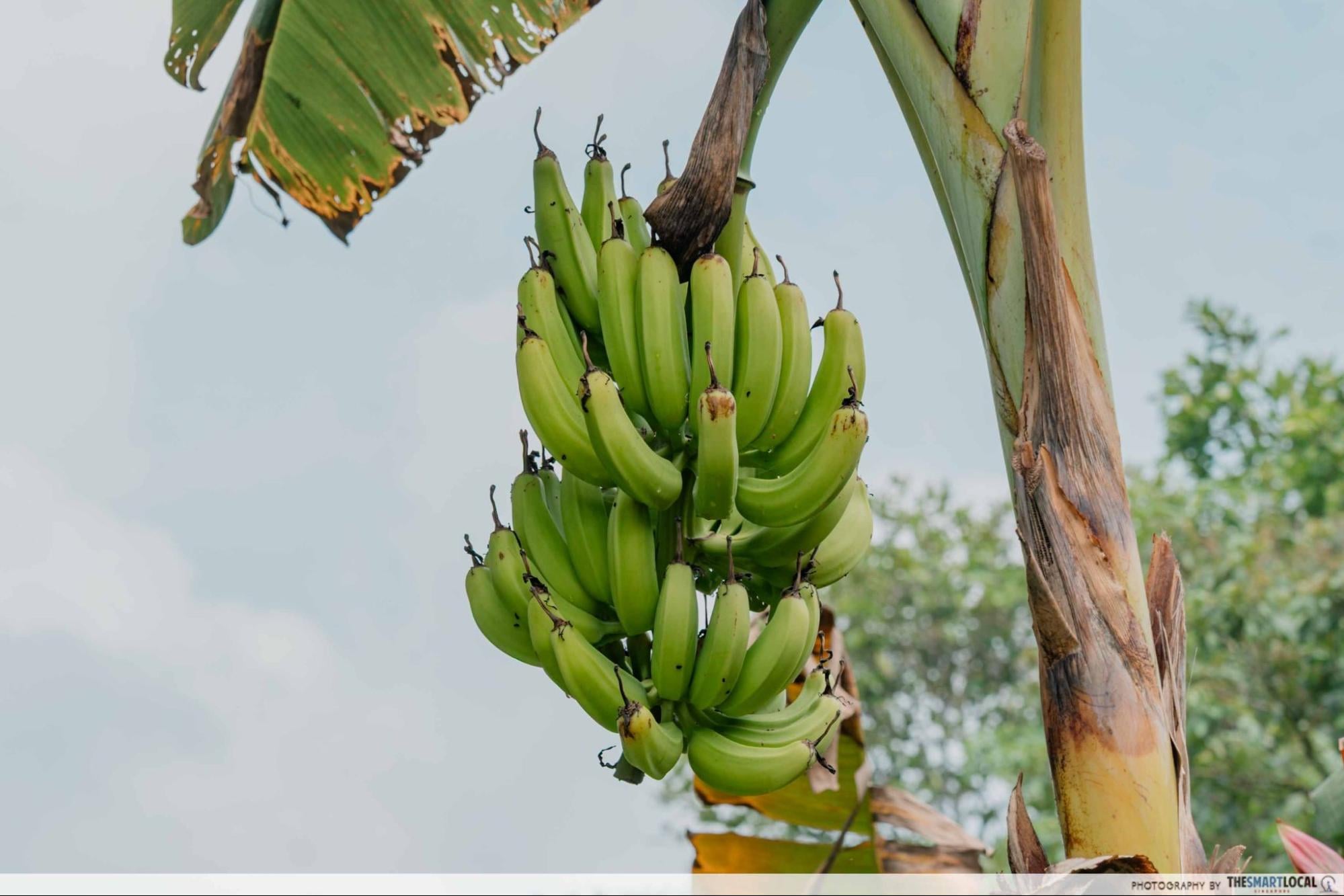 bollywood farms bananas