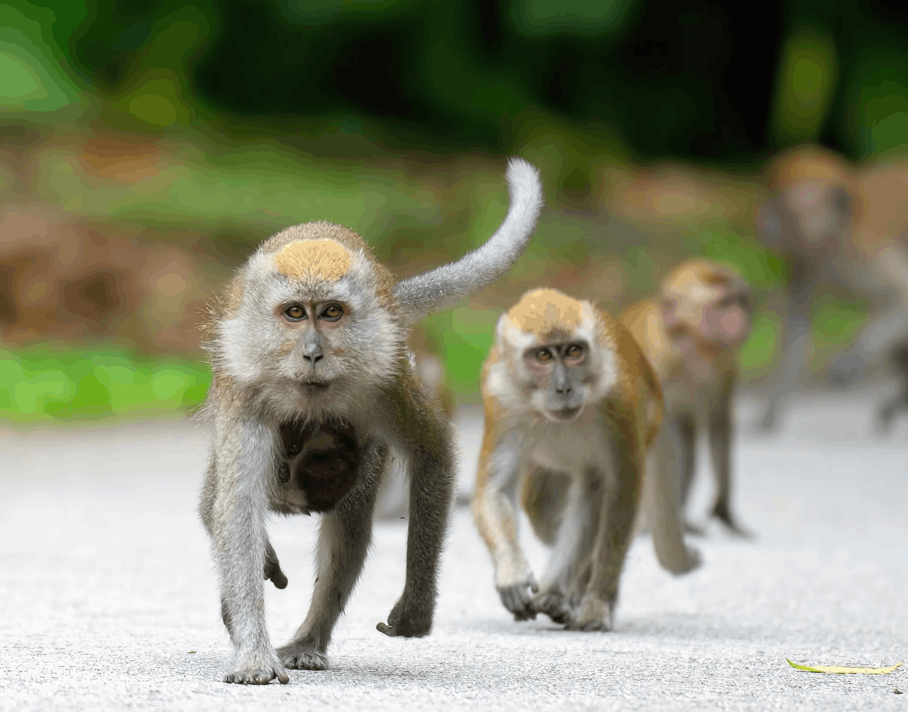 Monkeys wildlife