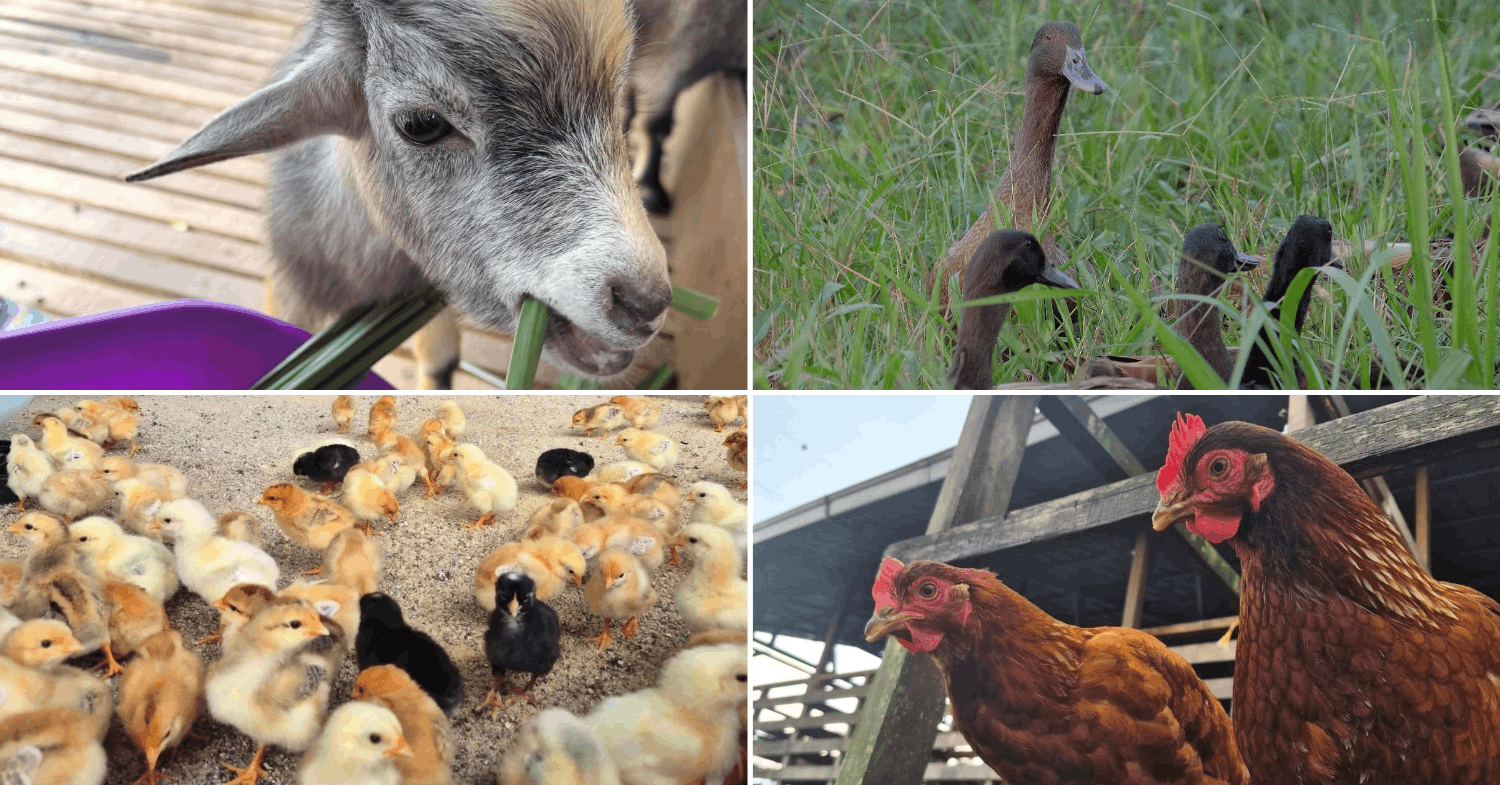 Gentle Farms - Animals