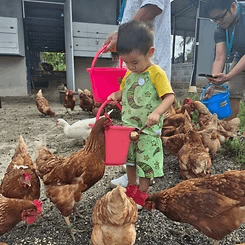 Gentle Farms - Chicken Feeding