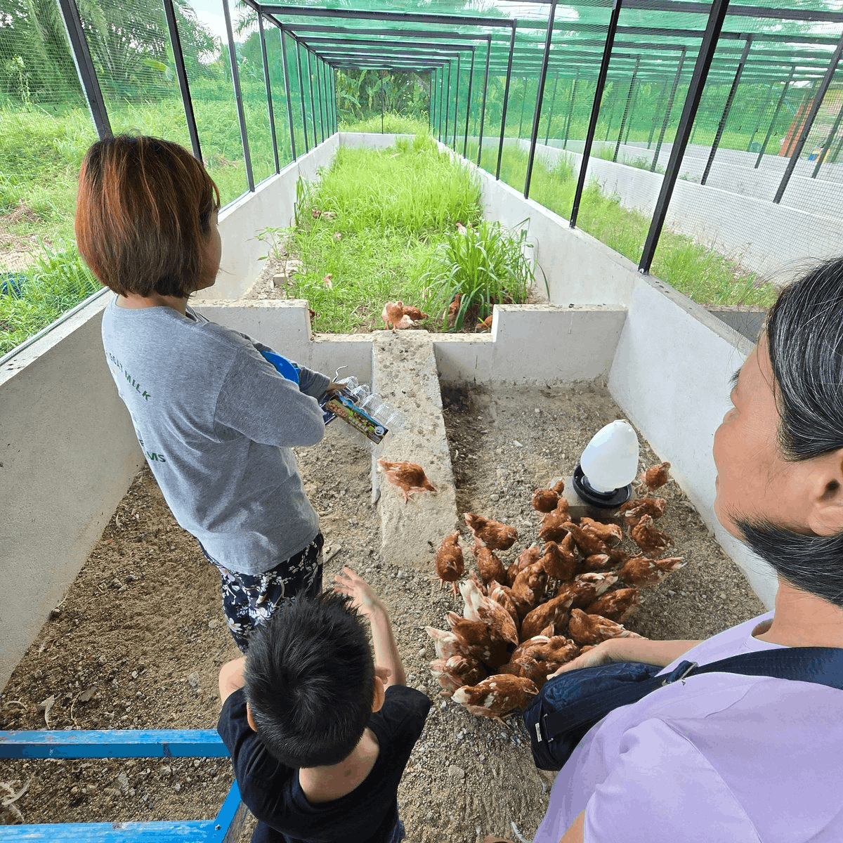 Gentle Farms - Chickens