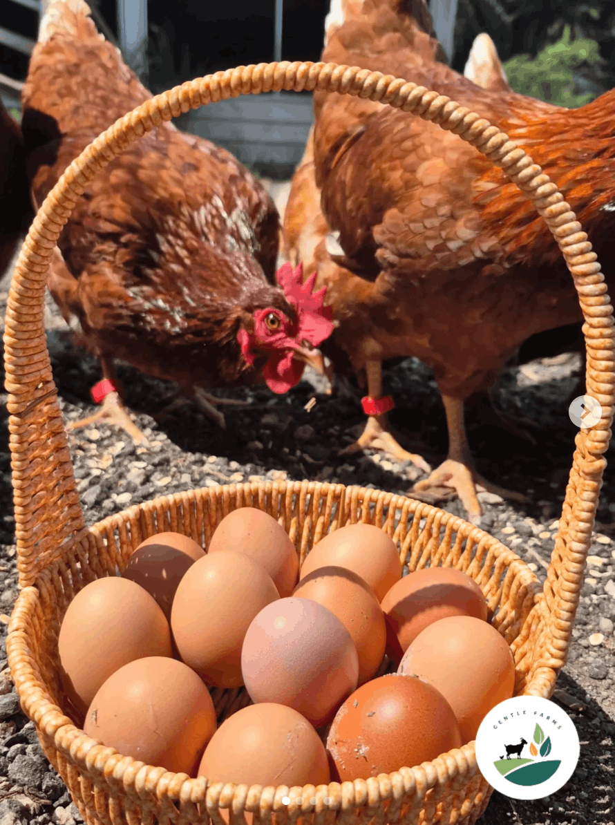 Gentle Farms - Eggs
