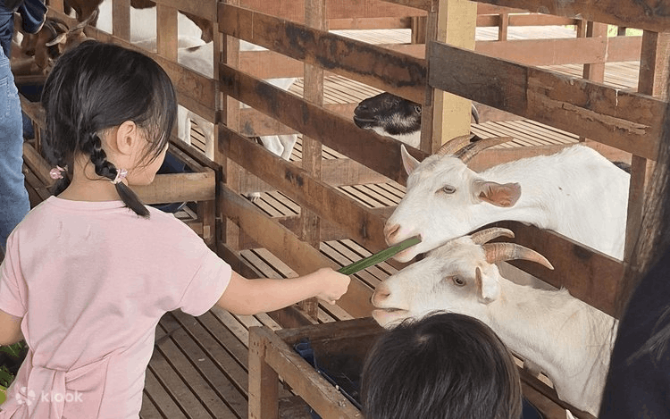 Gentle Farms - Goat Feeding (2)