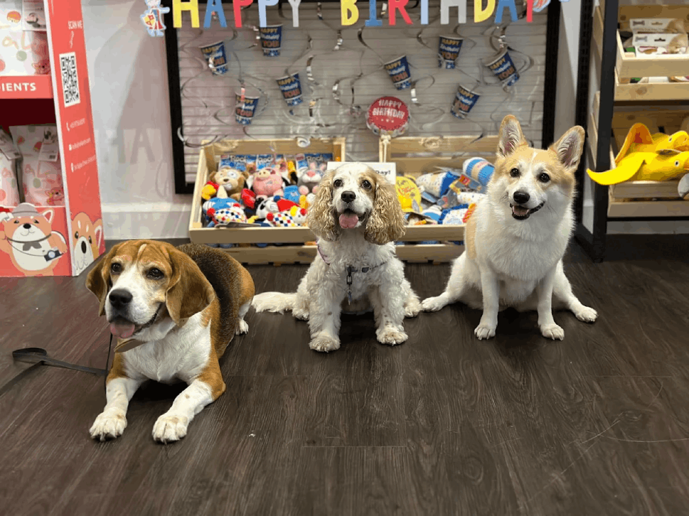 Joo Chiat Car-Free Day Pets