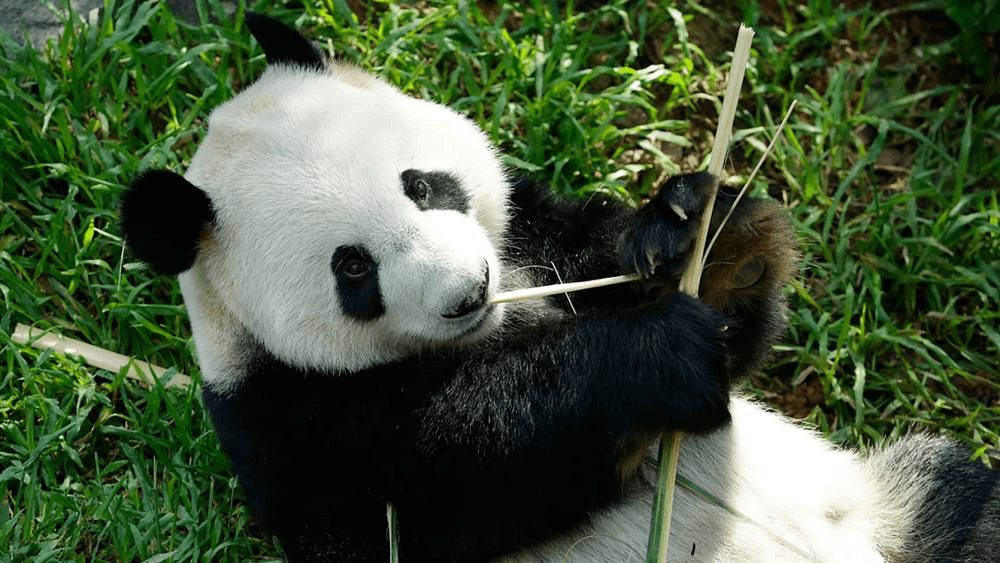 Kai Kai & Jia Jia birthday activities at River Wonders - Jia Jia
