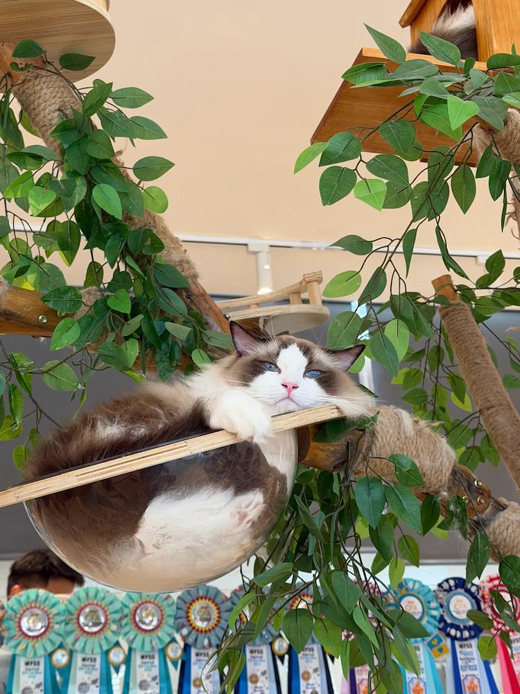 cat cafes in singapore - CATEA