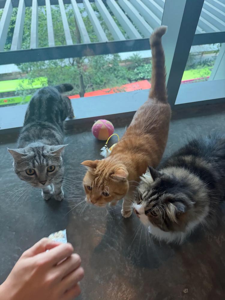 cat cafes in singapore - ME cafe & games