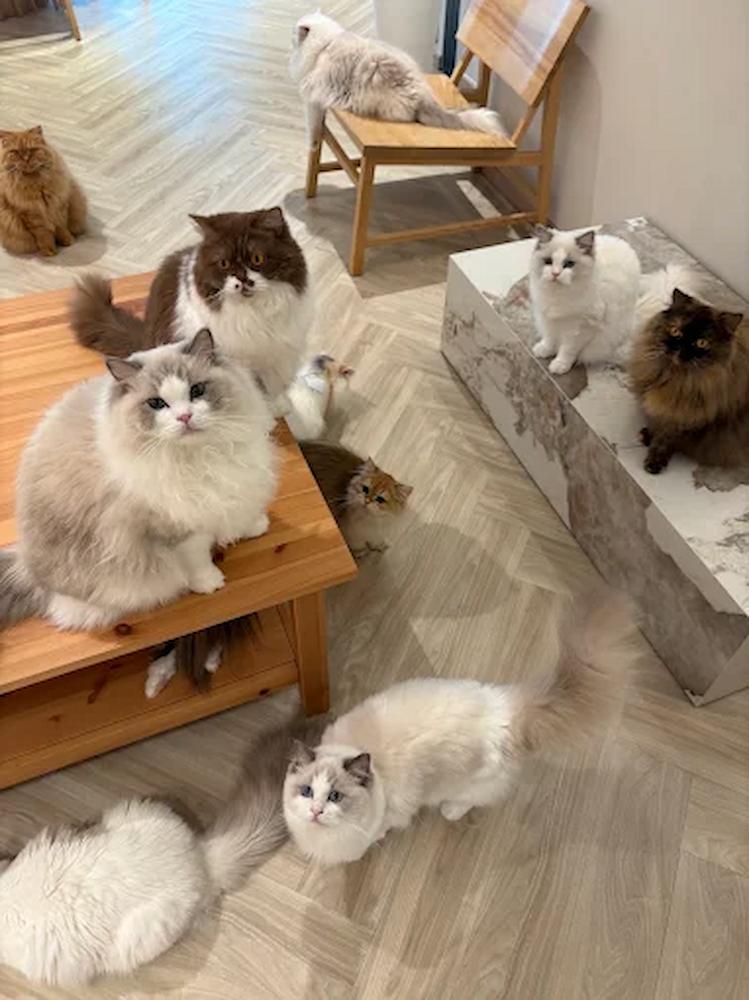 cat cafes in singapore - fluffydolls catfe