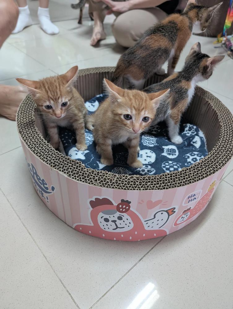 cat cafes in singapore - kitten sanctuary