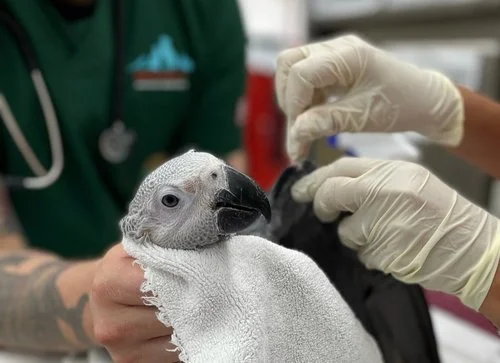 Beecroft Animal Specialist & Emergency Hospital