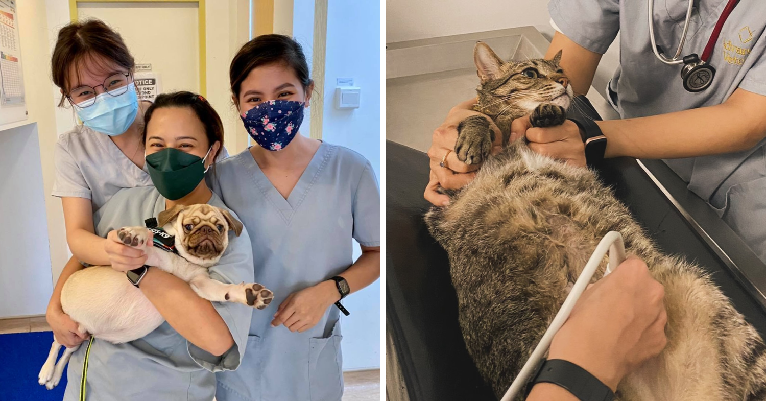 Advanced VetCare Veterinary Centre (Bedok)