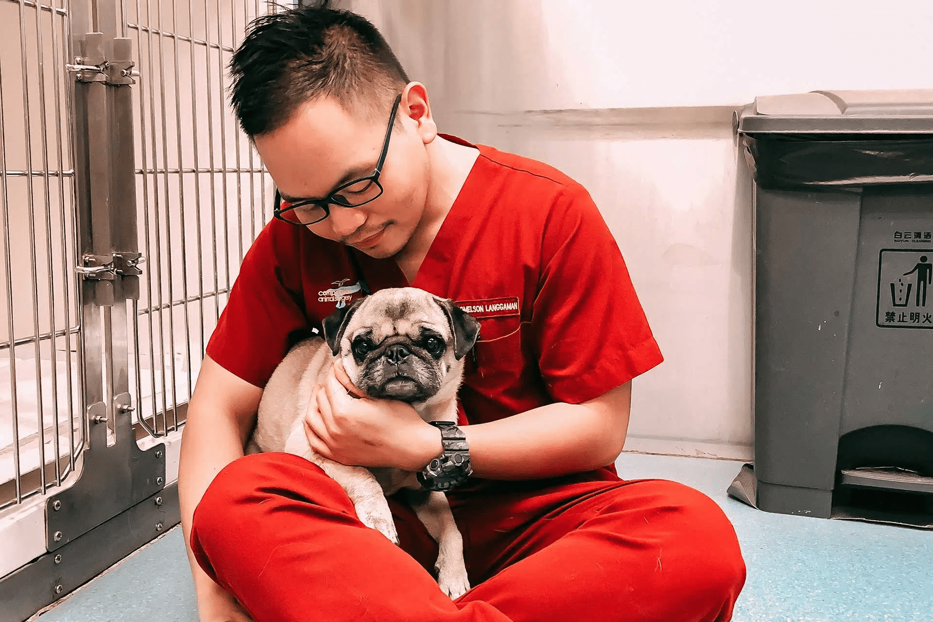 Companion Animal Surgery