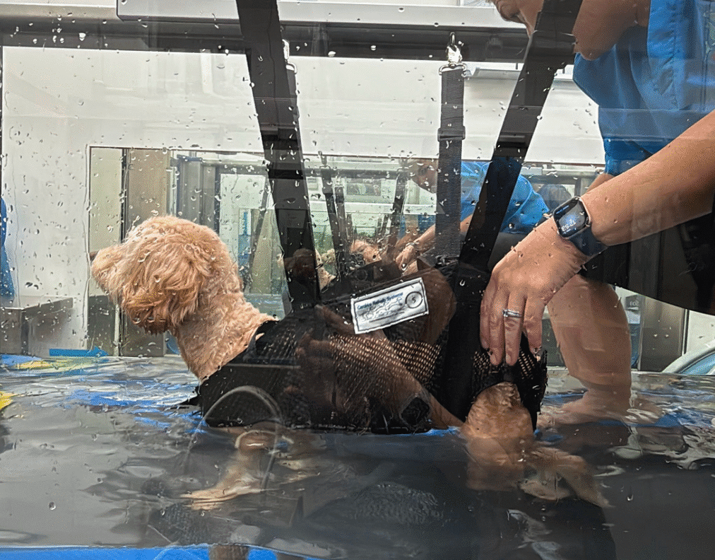 Beecroft Animal Specialist & Emergency Hospital